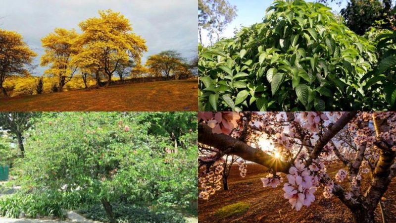 Cuatro Árboles Ideales para Reforestar Tamaulipas: Conozca las Opciones Recomendadas